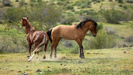 Wild horse stallions kicking each other while fighting in the Salt River wild horse management area near Mesa Arizona United States
