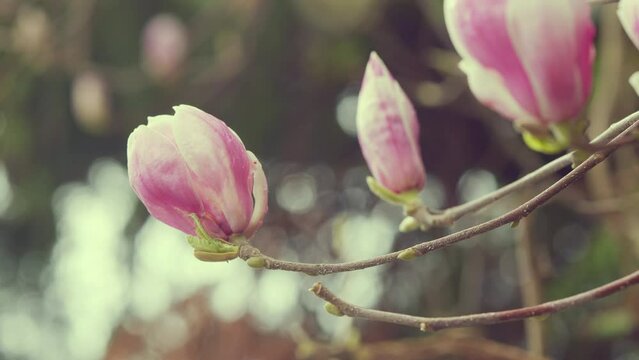 Beautiful Pink Magnolia Flowers. Blooming Pink Magnolia Flowers On The Branches.