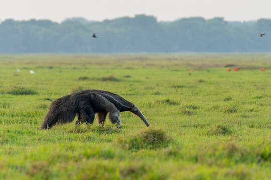 Frontal view of a Giant anteater (Myrmecophaga tridactyla)
