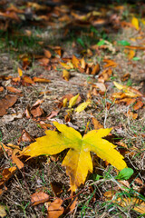 Washington Park Arboretum, Botanic Gardens in the City of Seattle