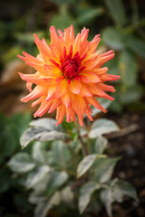 Washington Park Arboretum, Botanic Gardens in the City of Seattle