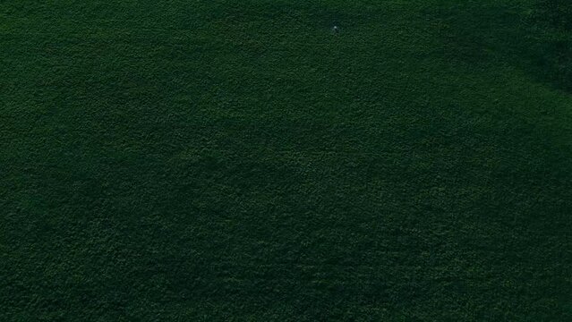 Lush green grass texture background, perfect for nature-themed designs and outdoor concepts.