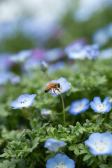 ネモフィラの花に止まる蜜蜂