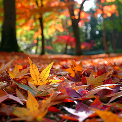 During autumn, maple leaves gracefully tumble to the forest floor, forming a captivating backdrop...