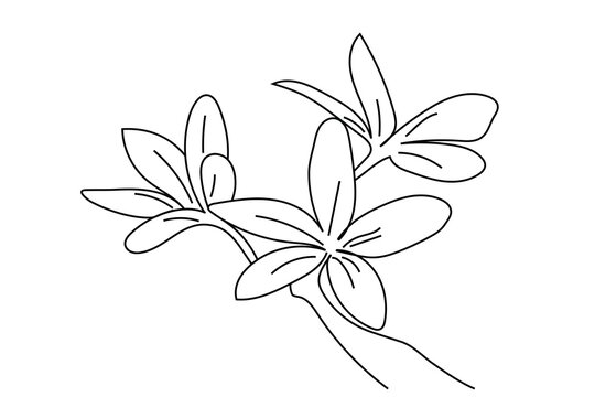 One continuous line drawing of Plumeria flower. Frangipani blossom with petals for floral tattoo in simple linear style. Plant pattern for wedding in Editable stroke. Outline vector illustration