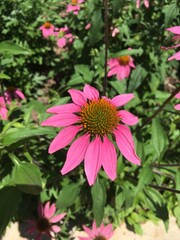 Pink Coneflower