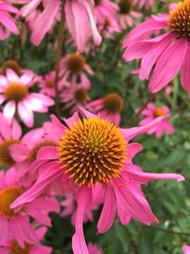 Echinacea 'Sensation Pink' Coneflower meadow