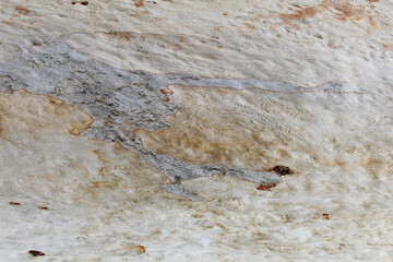 wood texture, natural background wood texture