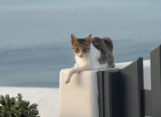 Grey and white cat on a wall in Santorini island in Greece with blue sky and sea background. High...