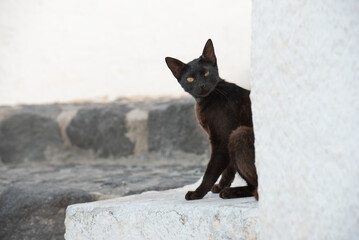 Black cat on a wall in Santorini island in Greece with blue sky and sea background. High quality...