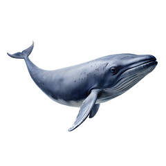 whale on transparent background - obrazy, fototapety, plakaty
