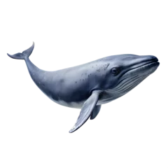  whale on transparent background © Big