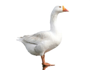 wei&szlig;e Gans stehend auf beinen isoliert auf wei&szlig;en Hintergrund, Freisteller