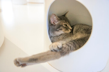 cat and mouse