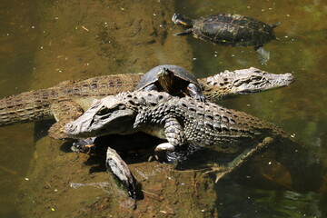 カメとワニ　ブラジル