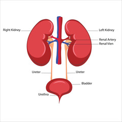 human kidney illustration