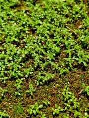 Pilea microphylla also known as angeloweed, artillery plant, joy powder plant, or brilhantina