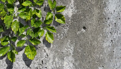 Urban Oasis: Green Leaves Adorning Gray Cement and Concrete