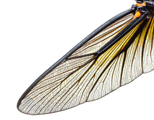 Insekten fl&uuml;gel isoliert auf wei&szlig;en Hintergrund, Freisteller 