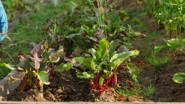 Caring for a garden with growing red beets in the evening at sunset