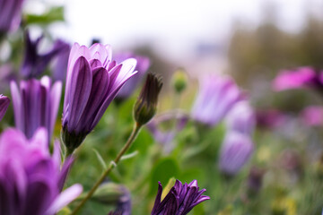Blossoming flower in the spring, Barcelona botanical garden 