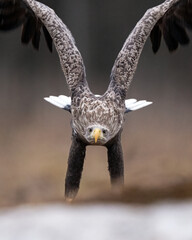Eagle in approaching flight