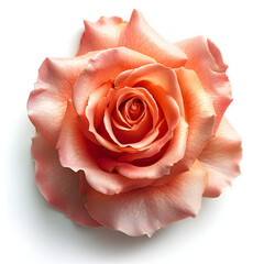 blooming Rose against an isolated white background