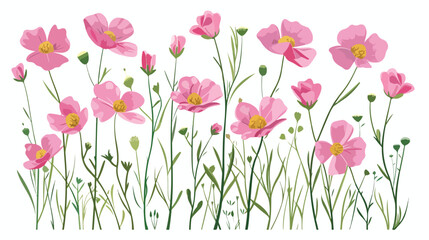 Pink Buttercup Flowers flat vector isolated on white