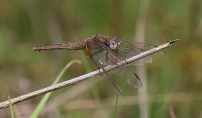 Feuerlibelle - Scarlet Darter