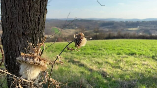 Close up of dried thistle flower next to the tree trunk on a wind and green meadow in the background