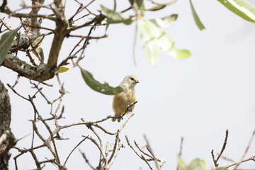 The grey penduline tit (Anthoscopus caroli), also known as the African penduline-tit, is a species of bird in the family Remizidae. This photo was taken in South Africa. - obrazy, fototapety, plakaty