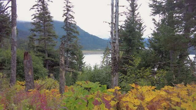 Fall foliage in Alaska near Katchemak bay