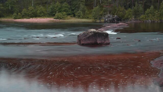 A timelapse of the fast current on the shallow mountain river forming eddies and whirlpools. Sandy bank and pine forest in the background.