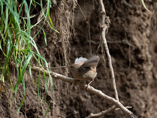 Zaunkönig (Troglodytes troglodytes)
