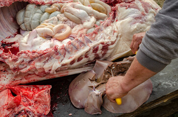 a butcher cleans the pig's liver, butchers a pork according to traditional Eastern European methods