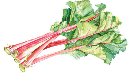 Rhubarb Watercolour flat vector isolated on white background