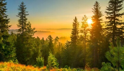 Beautiful panoramic landscape with green tall coniferous trees, shot at treetop level, sunrise above the treetops, morning haze among the trees