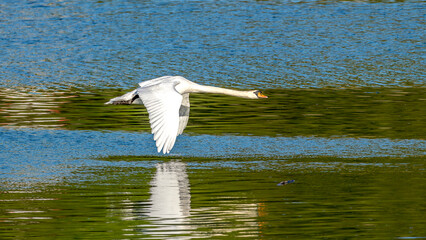 Mute swan flying low over the Rhone River