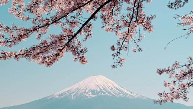 4K view of lake Kawaguchi and mount Fujiyama through blooming sakura trees, Japan travel Landscape.