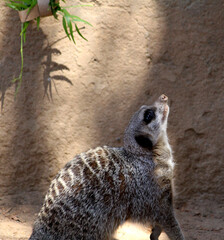 Meerkat (Suricata suricatta) looking for food : (pix Sanjiv Shukla)