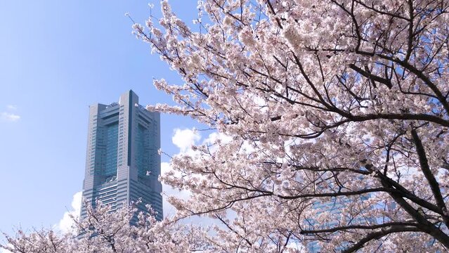 【神奈川県・横浜市】春の横浜みなとみらい　満開の桜とランドマークタワー　
Yokohama Minato Mirai in spring. Cherry blossoms in full bloom and landmark tower - Kanagawa, Japan