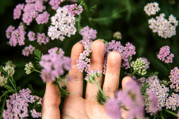 Woman holding wild purple flowers .