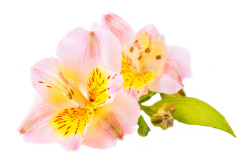 Alstroemeria flower isolated on white background