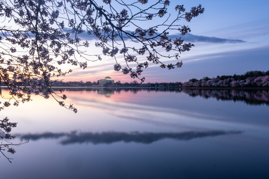 Jefferson Memorial framed by cherry blossoms at sunrise  in Wash