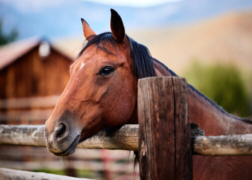 Horse standing behind wooden fence in barn