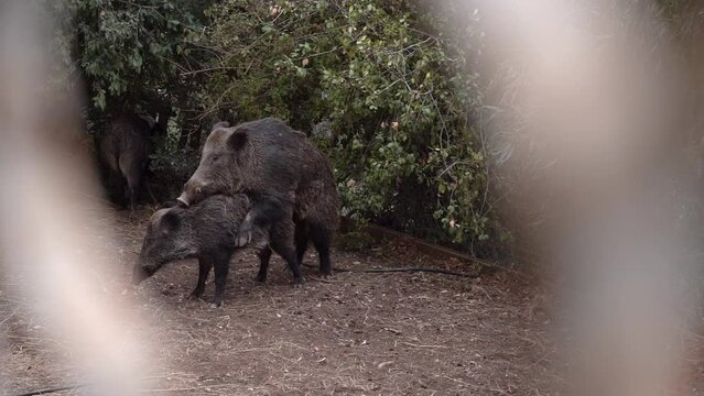 Wild boars mate in a backyard in Haifa, Israel. mating period. Photographed through a fence