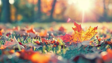 Vibrant Autumn Maple Leaf on Sunlit Grass