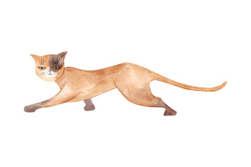 A red cat with a brown spot on its muzzle is sneaking around. Watercolor illustration drawn by hand on white background. - obrazy, fototapety, plakaty