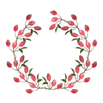 Rose-hip watercolor wreath isolated on white