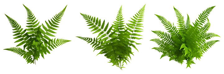 Green leaves of fern isolated on white